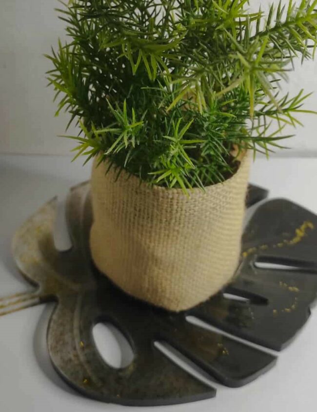 MONSTERA LUX MONSTERA LUX